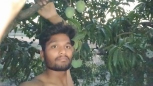 crispy Mango tree Part 1-? Funny Moments for Sexi Talking voice video of him suking one the mango that day